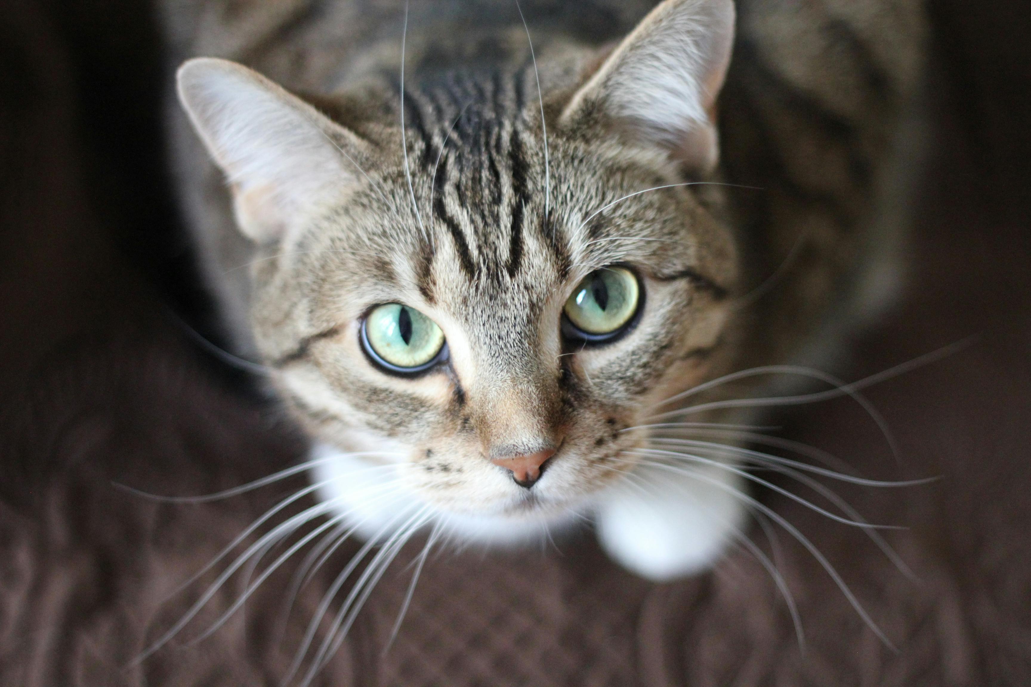 Alt text: a cat